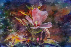 3_DStowe-66_pe10_peNB