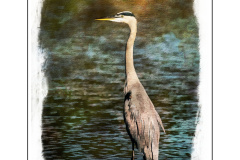 Blue Heron Mooresville Golf Course